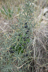 Asparagus horridus