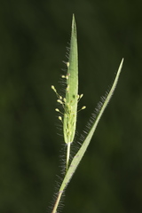 Dichanthelium acuminatum