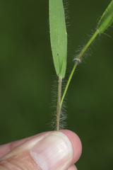Dichanthelium acuminatum