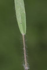 Dichanthelium acuminatum