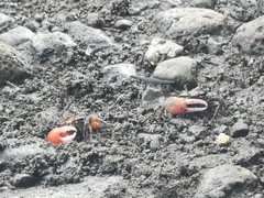 Paraleptuca crassipes