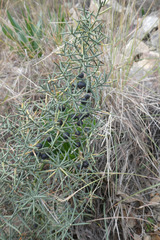 Asparagus horridus