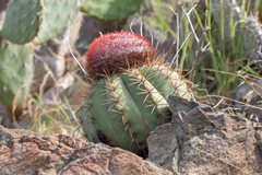 Melocactus stramineus