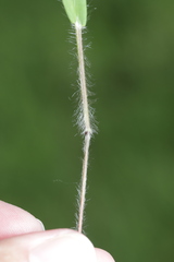 Dichanthelium acuminatum