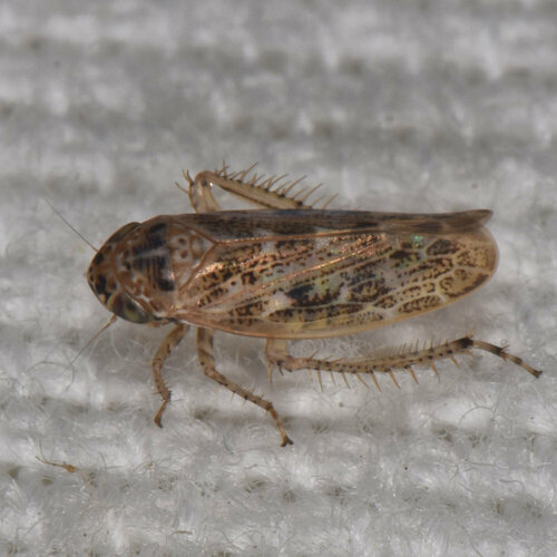 Euscelidius variegatus