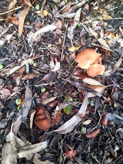 Rhodocybe