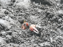 Paraleptuca crassipes