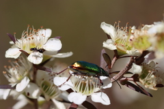 Parapalaeosepsis plebeia