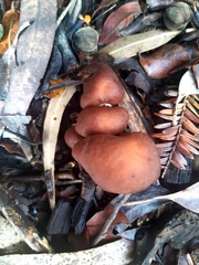 Rhodocybe