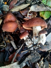 Rhodocybe