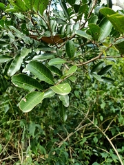 Cupaniopsis parvifolia