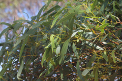 Eucalyptus oleosa