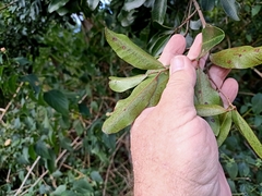 Cupaniopsis parvifolia