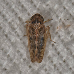 Euscelidius variegatus