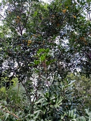 Cupaniopsis parvifolia