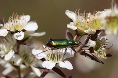 Parapalaeosepsis plebeia