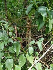 Cupaniopsis parvifolia