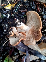 Rhodocybe
