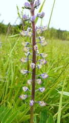 Lupinus oreganus