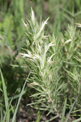Castilleja sessiliflora