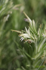 Castilleja sessiliflora