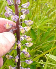 Lupinus oreganus