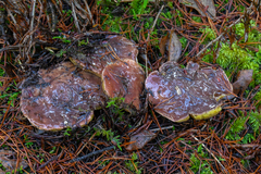 Suillus quiescens