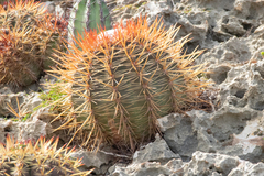 Melocactus macracanthos