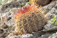 Melocactus macracanthos