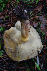 Suillus quiescens