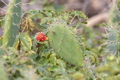 Opuntia caracassana