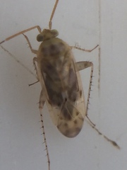 Monospatha distincta