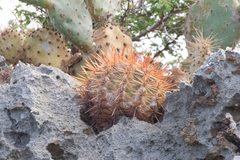 Melocactus macracanthos