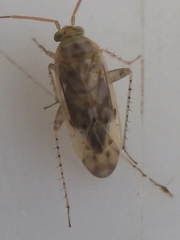 Monospatha distincta