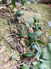 Bulbophyllum exiguum