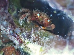 Amphithrax aculeatus