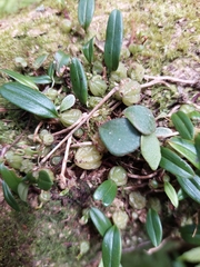 Bulbophyllum exiguum