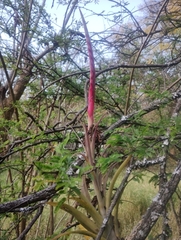 Tillandsia achyrostachys