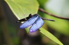 Zenithoptera lanei
