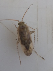 Monospatha distincta