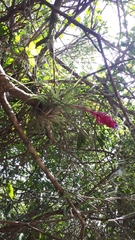 Tillandsia stricta