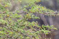 Vachellia tortuosa