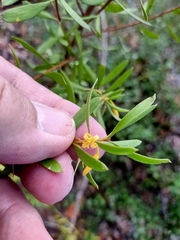Persoonia sericea