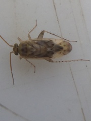 Monospatha distincta