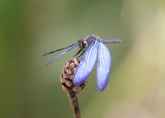 Zenithoptera lanei
