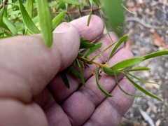 Persoonia sericea