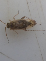 Monospatha distincta