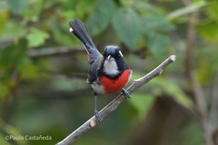 Granatellus venustus