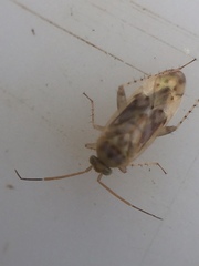 Monospatha distincta