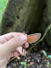 Pseudophasma unicolor